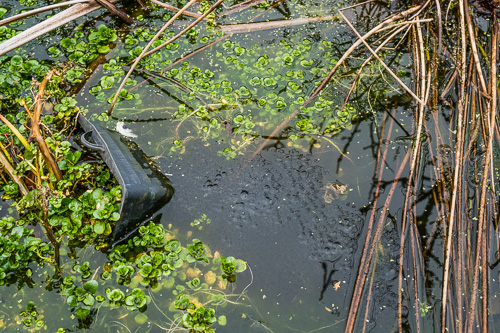 frogspawn 2017.jpg