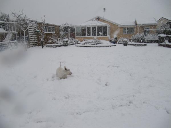 snowy winter.jpg