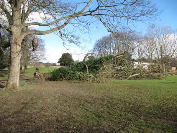 Black poplar on Common.jpg