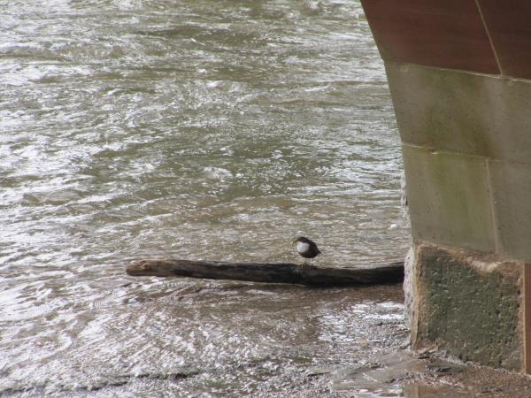 dipper with moss.jpg