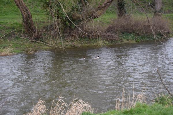 Goosander on Elwy.jpg