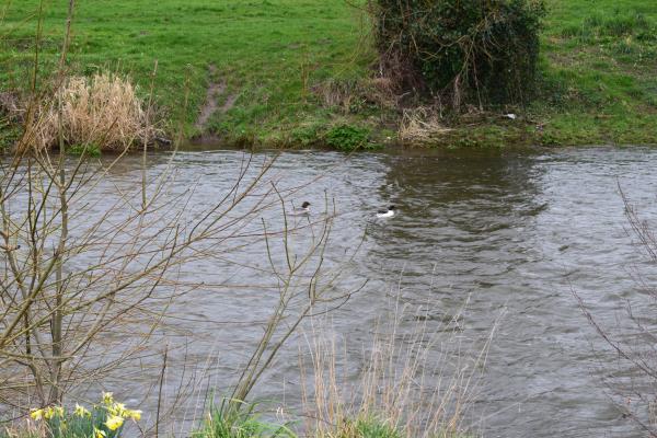 Goosander two.jpg
