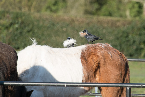 Jackdaw.jpg