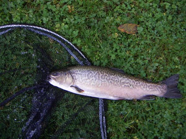 tiger trout.jpg
