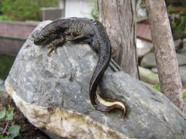 Great Crested Newt.jpg