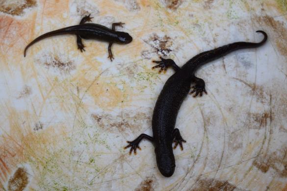 newt 1.jpg