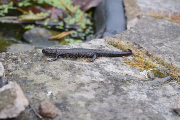 newt 2.jpg