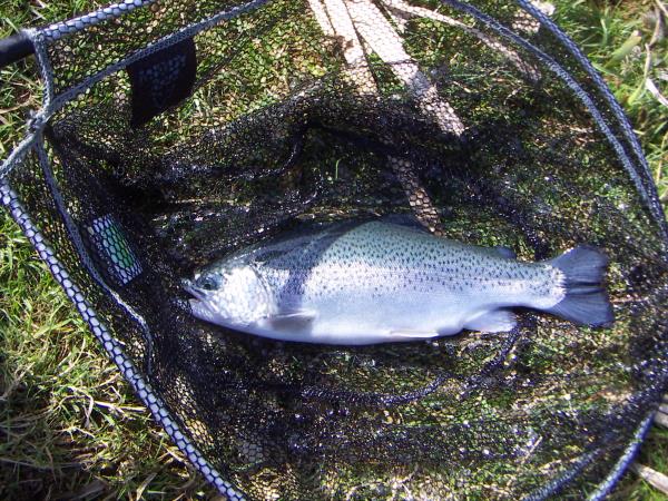 Blue trout.jpg