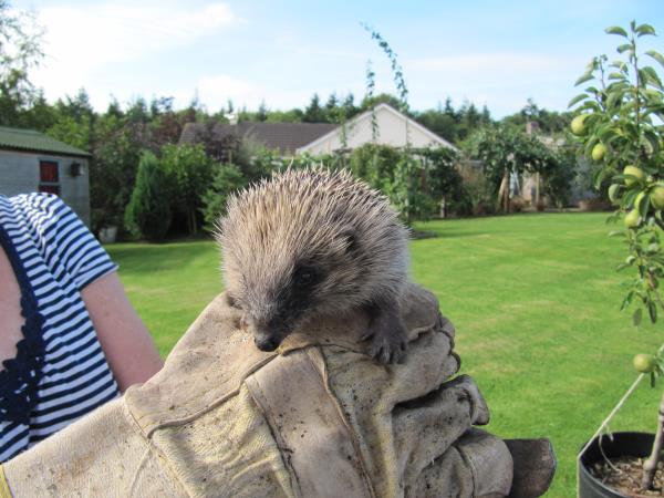 Baby hedgehog.jpg