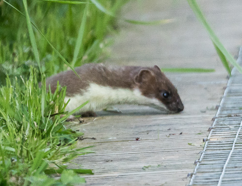 stoat.jpg