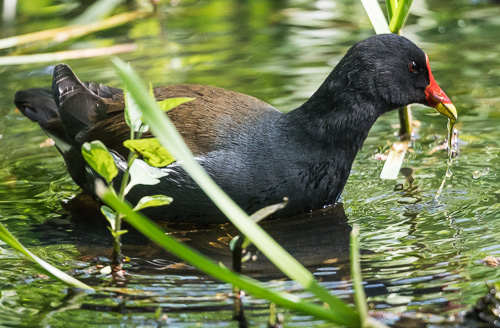 moorhen.jpg