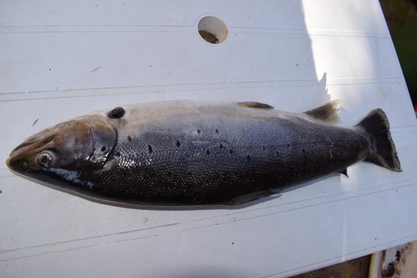 trout2.jpg