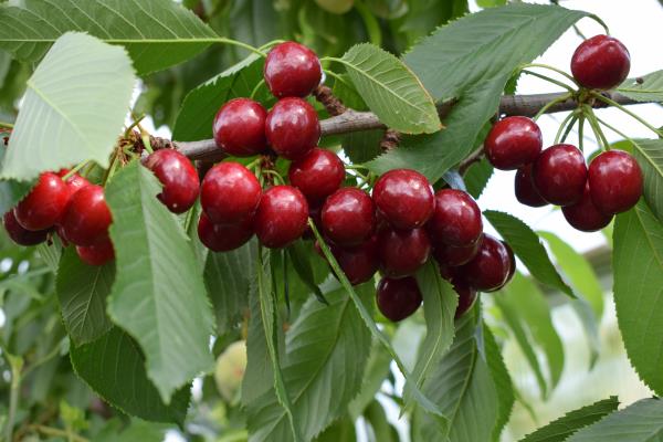Summer Sun cherries June 2017.jpg