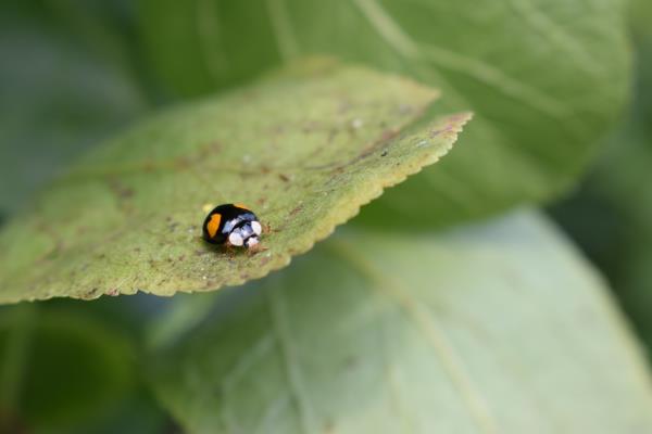 Ladybird 1.jpg