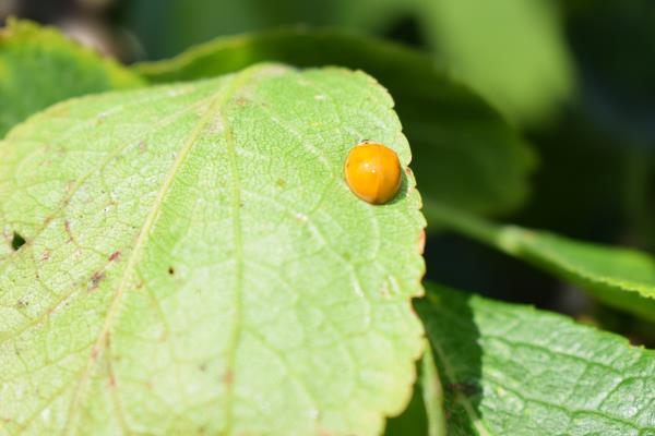 Ladybird 2.jpg