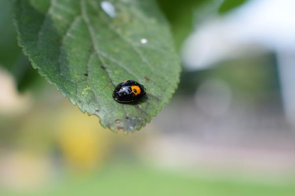 Ladybird 3.jpg