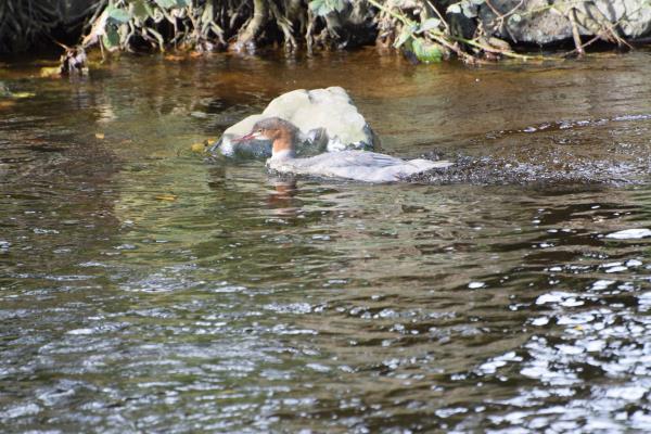 Young Goosander.jpg