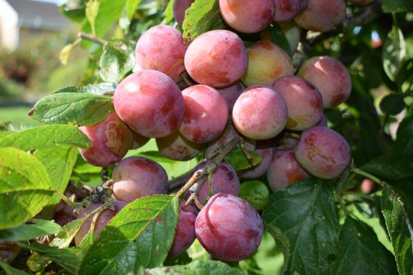 Denbigh Plum.jpg