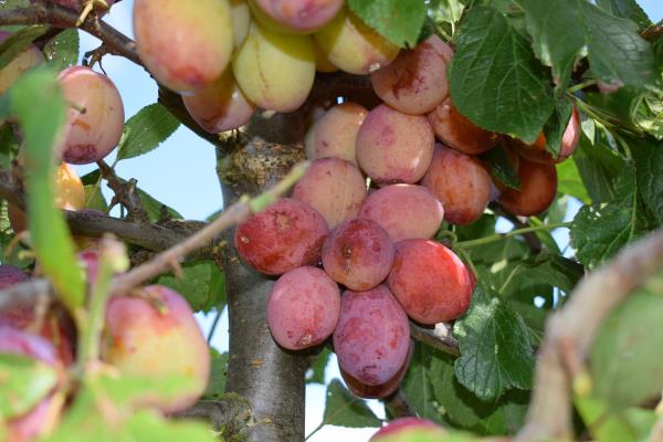 Jbileum Plum.jpg