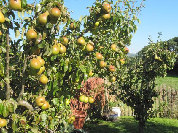 Comice pears.jpg