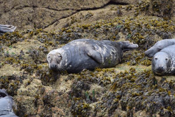 Grey Seal.jpg