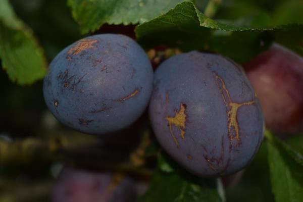 Marjories Seedling plums 2017.jpg