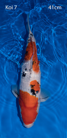 Koi 7.jpg