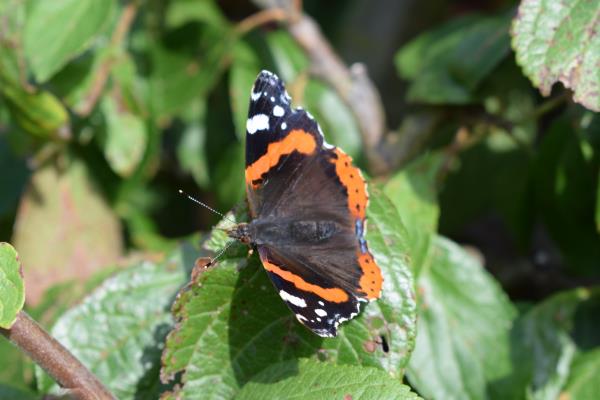 Red Admiral on plum tree 2017.jpg