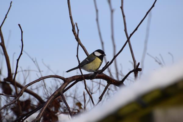 Great Tit.jpg