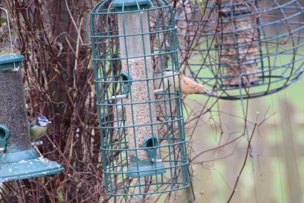 Nuthatch on feeder.jpg