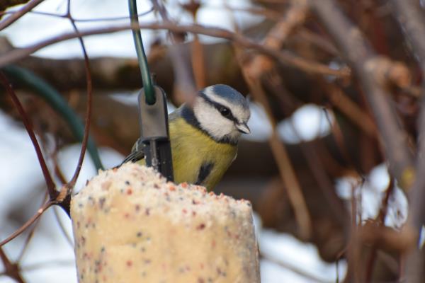 Blue tit on suet.jpg