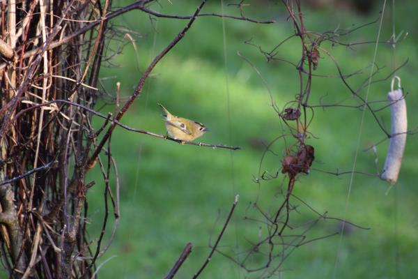 Goldcrest Friday.jpg