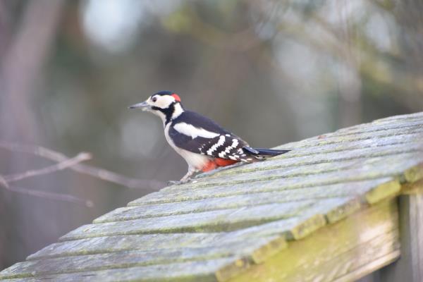 Greater Spotted Woodpecker.jpg