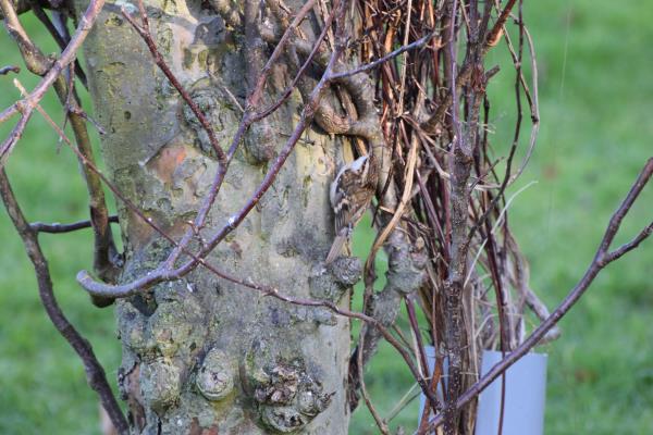 Treecreeper taken Friday.jpg