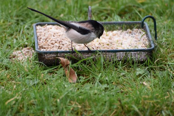 Long Tailed Tit on feeder.jpg