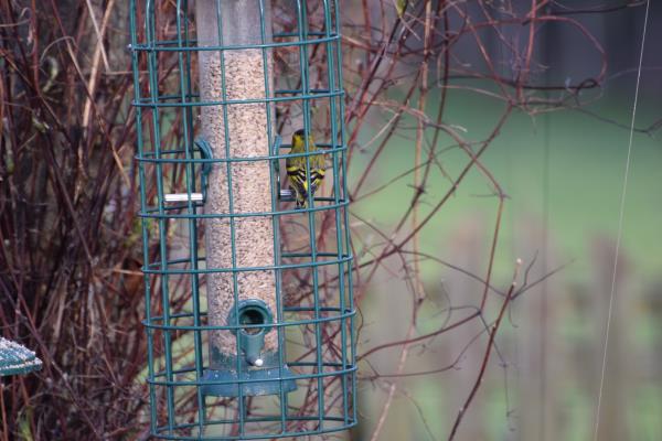 Siskin taken Friday.jpg