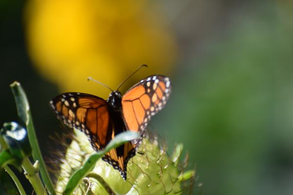 Monarch 15th Jan.jpg