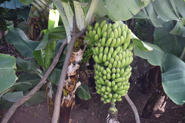 Tally me bananas.jpg