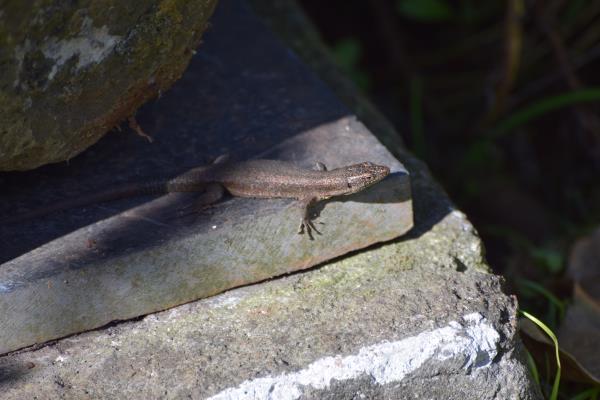 Local resident.jpg