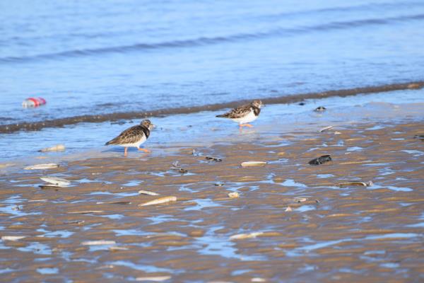 Turnstone at Rhyl.jpg