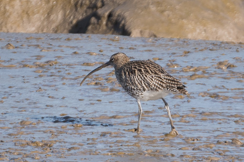 Curlew.jpg