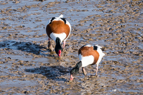 Shelduck.jpg