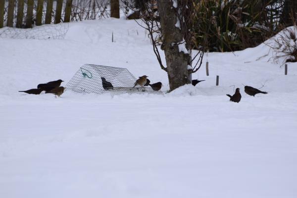 Redwings and Blackbirds.jpg