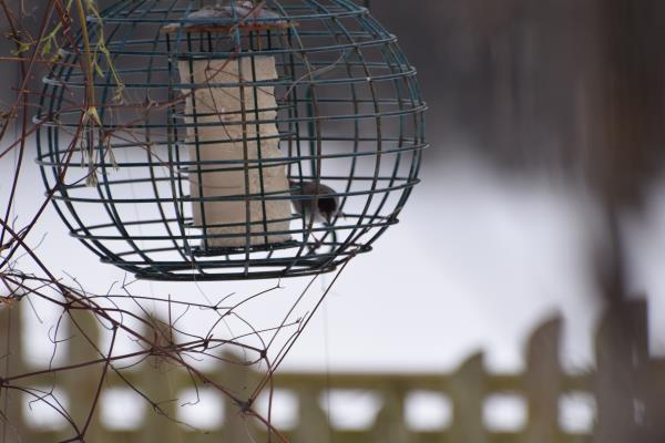 Blackcap.jpg