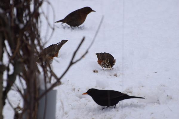 Blackbirds & Redwings.jpg
