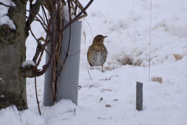 Thrush.jpg