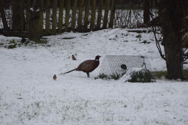 Pheasant for breakfast.jpg