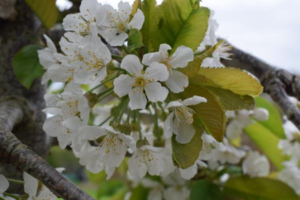 Early Rivers sweet cherry.jpg