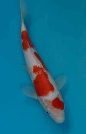 G&S kohaku 2018.jpg