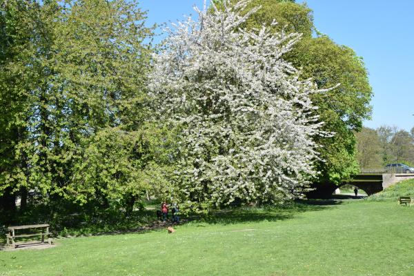 Cherry on Common St Asaph.jpg